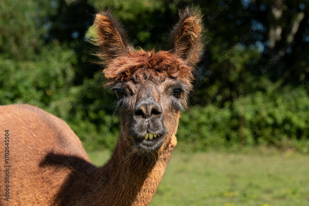 Obraz premium Alpaca portrait