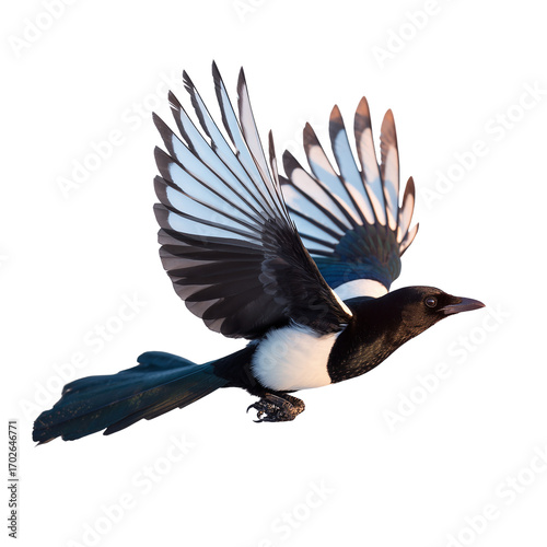 Glossy feathered magpie soars gracefully through a bright sky in flight