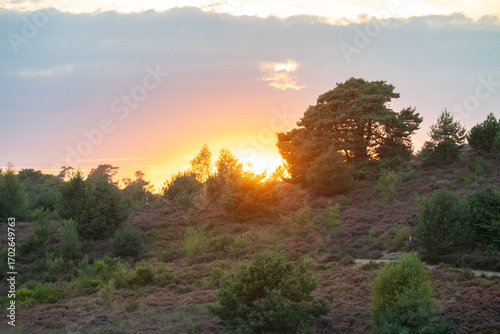 Heather field at sunset Posbank