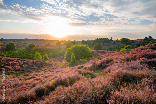 Heather field at sunset Posbank