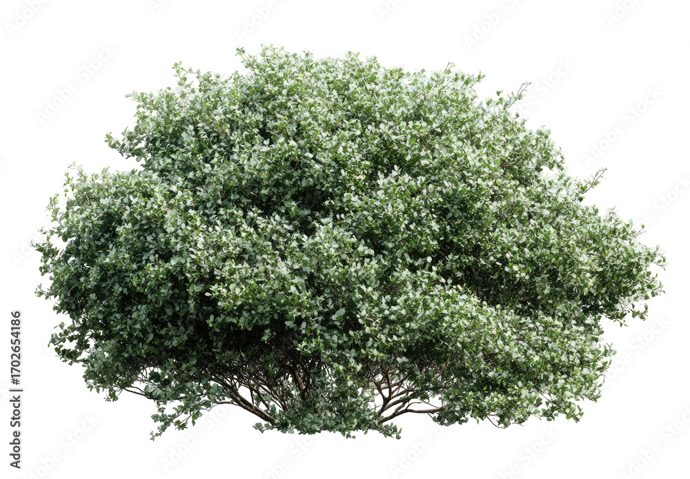 Obraz premium Lush, full shrub with light-gray-green foliage