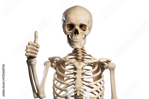 Human Skeleton With Thumbs Up Gesture On Background anatomy bones isolated on a transparent background