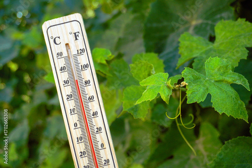 A wooden thermometer displays the temperature in degrees Celsius beside vibrant green grapevine leaves in a well-kept garden under sunlight