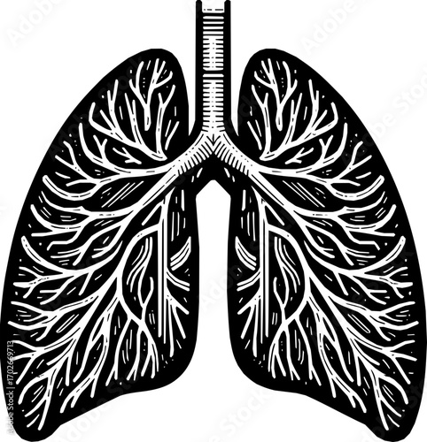 Black and white vector of human lungs in anatomical line art style, simple minimalist design, isolated on white background, scalable illustration