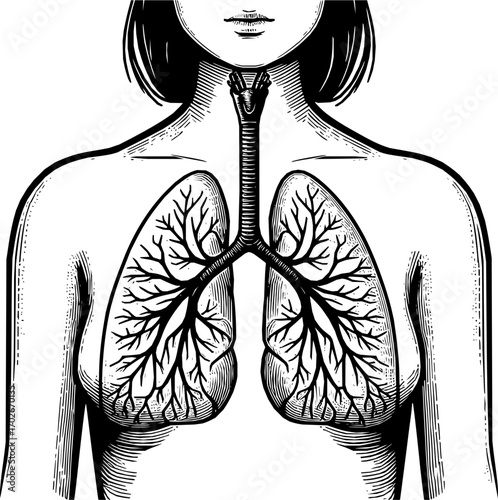 Black and white vector of human lungs in anatomical line art style, simple minimalist design, isolated on white background, scalable illustration