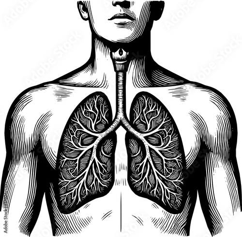 Black and white vector of human lungs in anatomical line art style, simple minimalist design, isolated on white background, scalable illustration