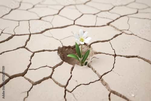 tiny white flower broke through dry cracked earth