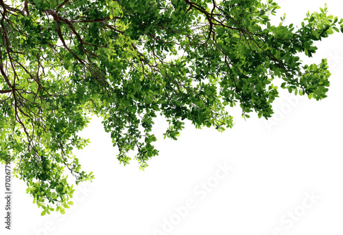 Lush green canopy branches overhead