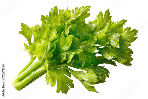 Close-up of fresh celery stalks and leaves