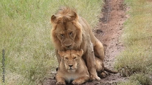 Southern Lions (Panthera leo ssp. melanochaita) mating in a tire track in the Serengeti, Tanzania