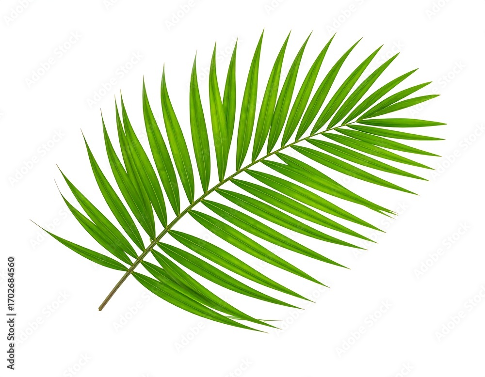 Obraz premium Green palm leaf isolated on white