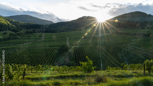 Weinberge in Birkweiler / Vineyards in Birkweiler