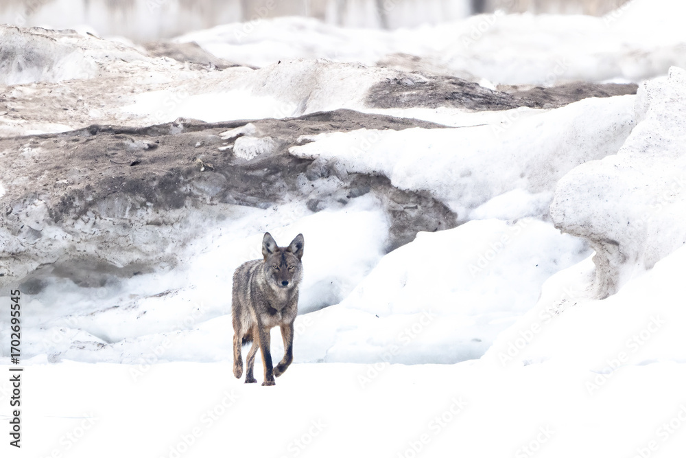 Naklejka premium coyote walking across ice