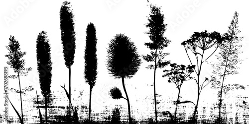 Black ink silhouette of field grasses and oats for nature illustration and design