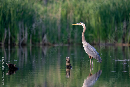 great blue heron standing in river with beautiful marsh background