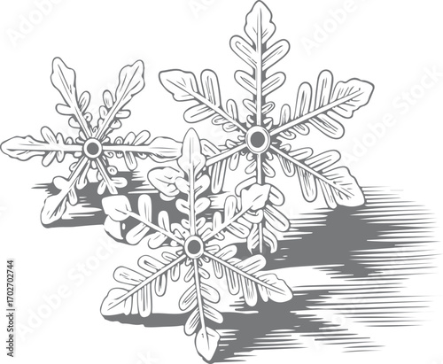 Intricate hand drawn illustration of three delicate snowflakes casting shadows on a white background