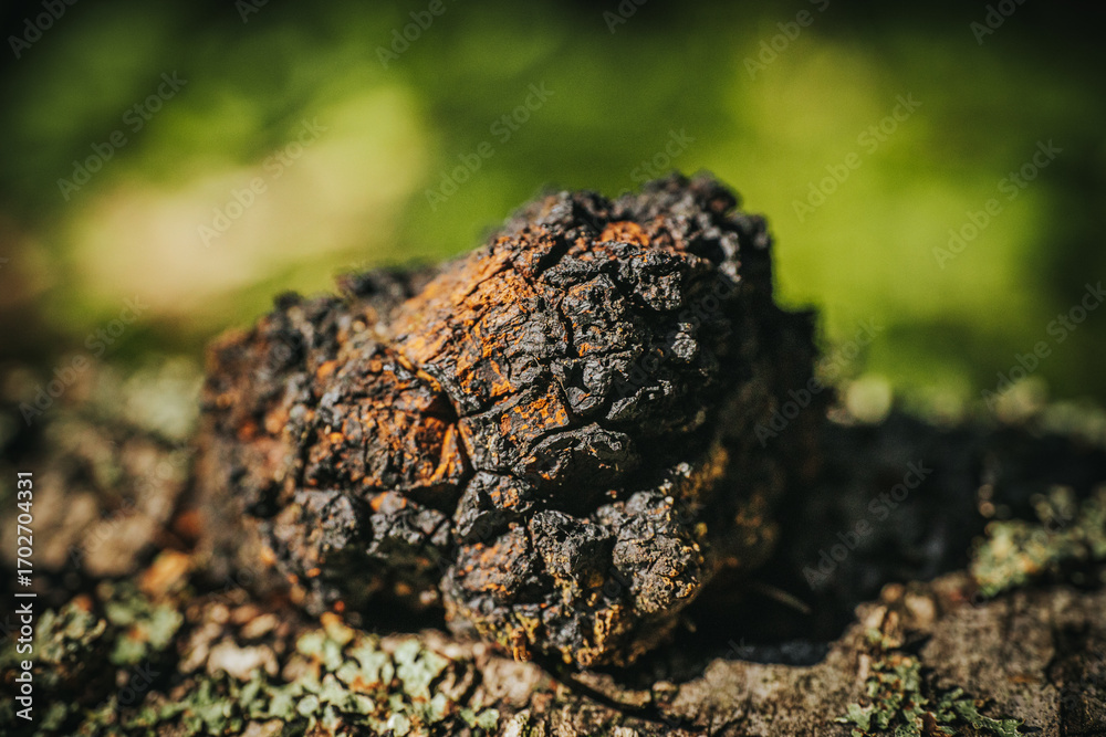 Obraz premium Close-up of a wild Chaga mushroom growing on birch bark, showing its cracked black surface and rusty brown tones, used in teas and natural remedies. Inonotus obliquus