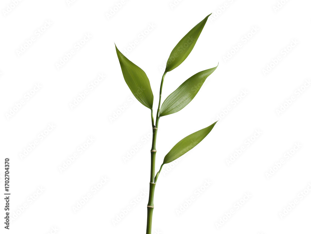 Fototapeta premium Single stalk of lucky bamboo with green leaves png