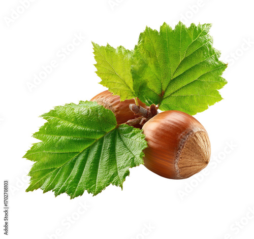Two hazelnuts on a branch with green leaves. Close-up, vibrant colors, isolated on a black background.  Fresh, healthy, and natural food