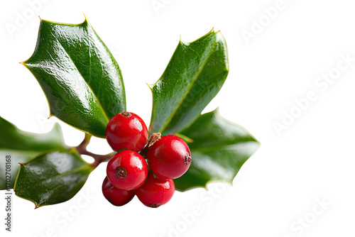 Close-up of holly sprig with vibrant red berries.  Glossy, deep green leaves edged with light-gold