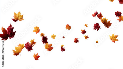 Wallpaper Mural Animation design for autumn leaves that fall. Maple leaves in the fall against a white background. design element of isolated autumn leaves. An isolated background of falling autumn leaves on a white  Torontodigital.ca