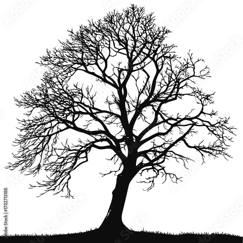 A stark black silhouette of a large deciduous tree with no leaves stands against a pure white background its intricate branches reaching upwards and outwards