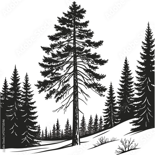 A detailed black and white silhouette illustration of a tall pine tree standing prominently in a winter forest landscape with snow covered ground and other evergreen trees
