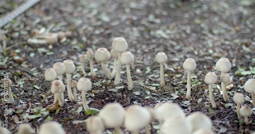 Many poisonous mushrooms occur spontaneously.Poisonous mushrooms are dangerous and should not be eaten.Poisonous mushroom buds that look like edible mushrooms.
