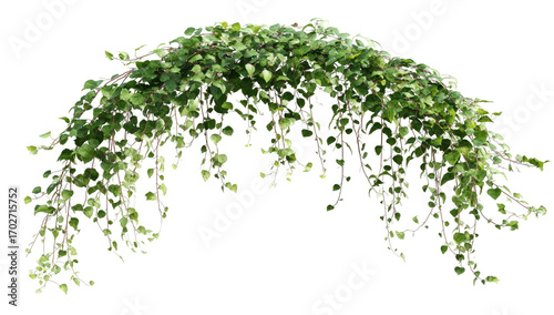 Lush green vine arching gracefully