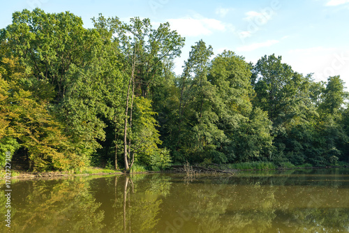 Forest trees reflected in calm lake water with green grass in foreground. Landscape nature photography. Summer season outdoor and eco tourism concept for design and print