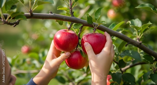 Young child's hands carefully picking fresh red apples directly from a vibrant apple tree branch in a sunny orchard.