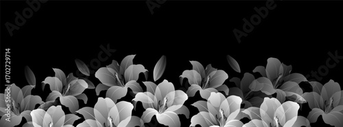Abstract floral background of white lilies on black background - vector illustration