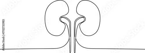 human organ kidney one continuous line art, Vector illustration, One line art, Line art graphic style