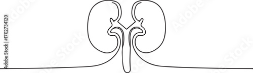 human organ kidney one continuous line art, Vector illustration, One line art, Line art graphic style