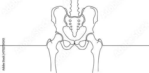 Human pelvic bone one continuous line art, Vector illustration, One line art, Line art graphic style