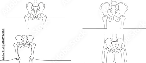 Set of Human pelvic bone one continuous line art, Vector illustration, One line art, Line art graphic style