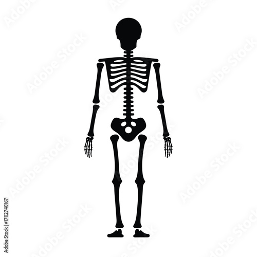 Human anatomical skeleton front view anatomical medical science study healthcare bone structure silhouette