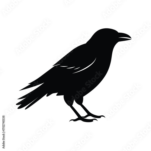 Silhouette of a crow standing with detailed feathers and open beak silhouette