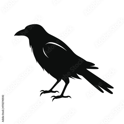 Mysterious black crow silhouette standing alertly with detailed feathers silhouette