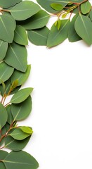 Fresh green eucalyptus leaves form a decorative border against a pristine white background.