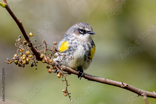 Obraz na plátně yellow rumped warbler perched on branch with berries