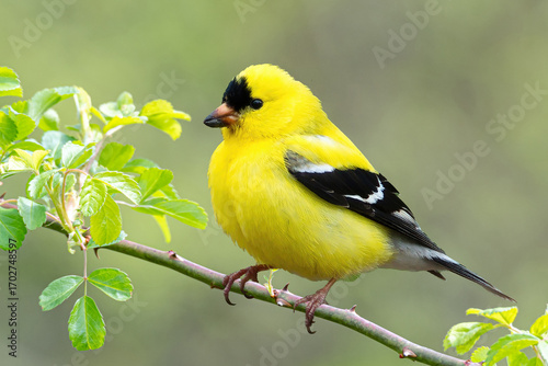 Male American goldfinch portrait