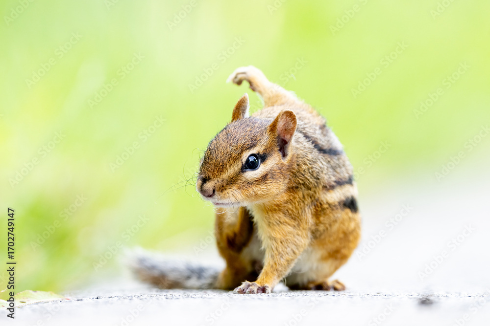 Obraz premium Bird portrait