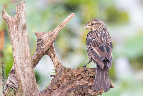Slika na platnu Female redwing blackbird