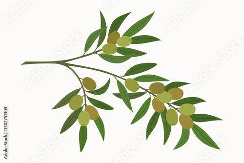 Branch of tree olive with green olives and leaves. Mediterranean plant with edible fruits. Hand drawn vector illustration isolated on white background, flat cartoon style.