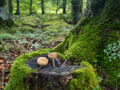 Magical forest floor with moss and mushrooms - A close-up of a moss-covered tree stump with small mushrooms in an enchanted forest on a misty day.