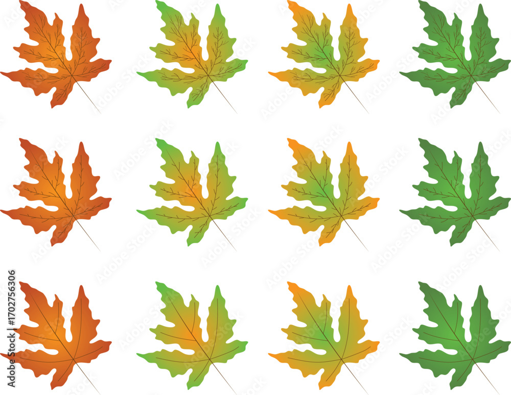 Fototapeta premium Hand drawn maple leaves set — gradient autumn and green variations with detailed line art