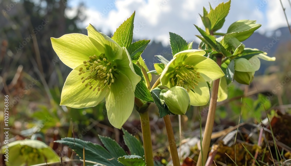 Obraz premium Delicate hellebores blooming in the early spring sunlight environment