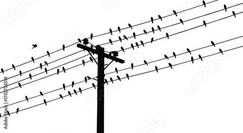 Silhouette of birds, perched on power lines, utility pole wires, flying bird scene, electric wire illustration, peaceful wildlife moment.