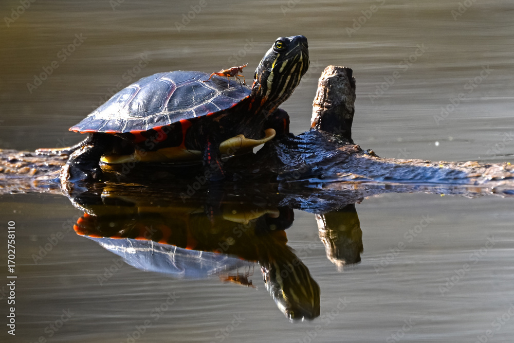 Fototapeta premium turtle on the water